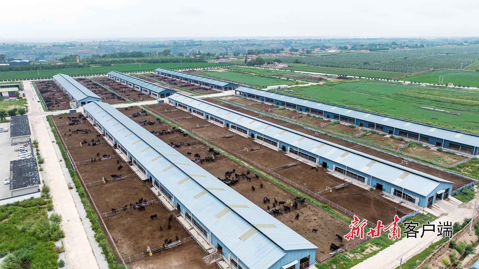 鎮(zhèn)原縣：肉?！盃俊背鲟l(xiāng)村振興新圖景