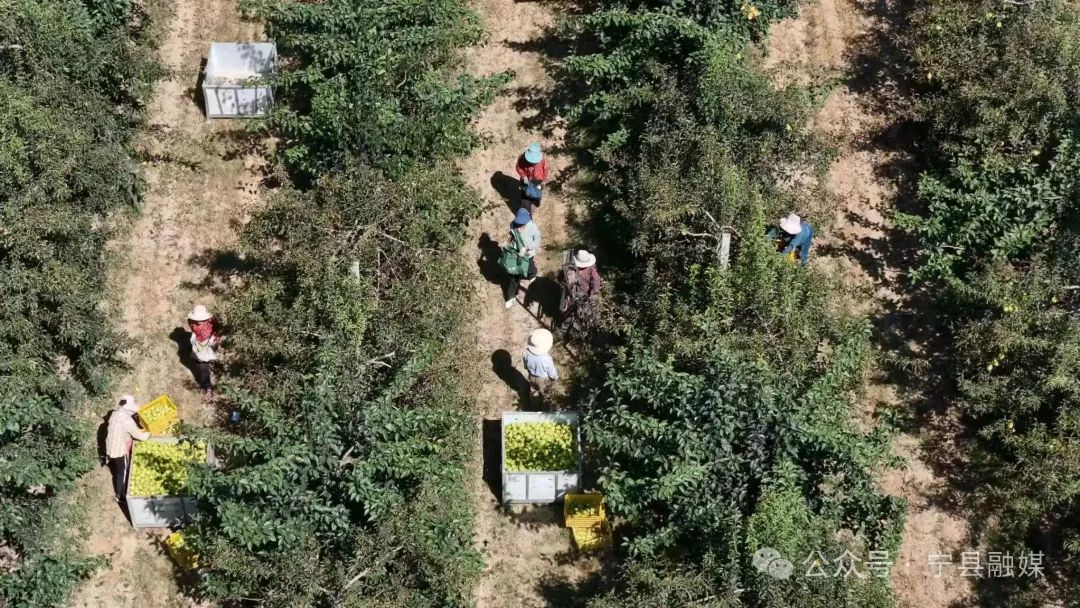 寧縣梨園開啟“甜蜜收獲季”掠影