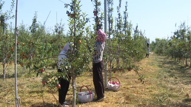 【鄉(xiāng)村行看振興】合水縣何家畔鎮(zhèn)：魯麗蘋果搶“鮮”上市 “鐵桿莊稼”助農增收