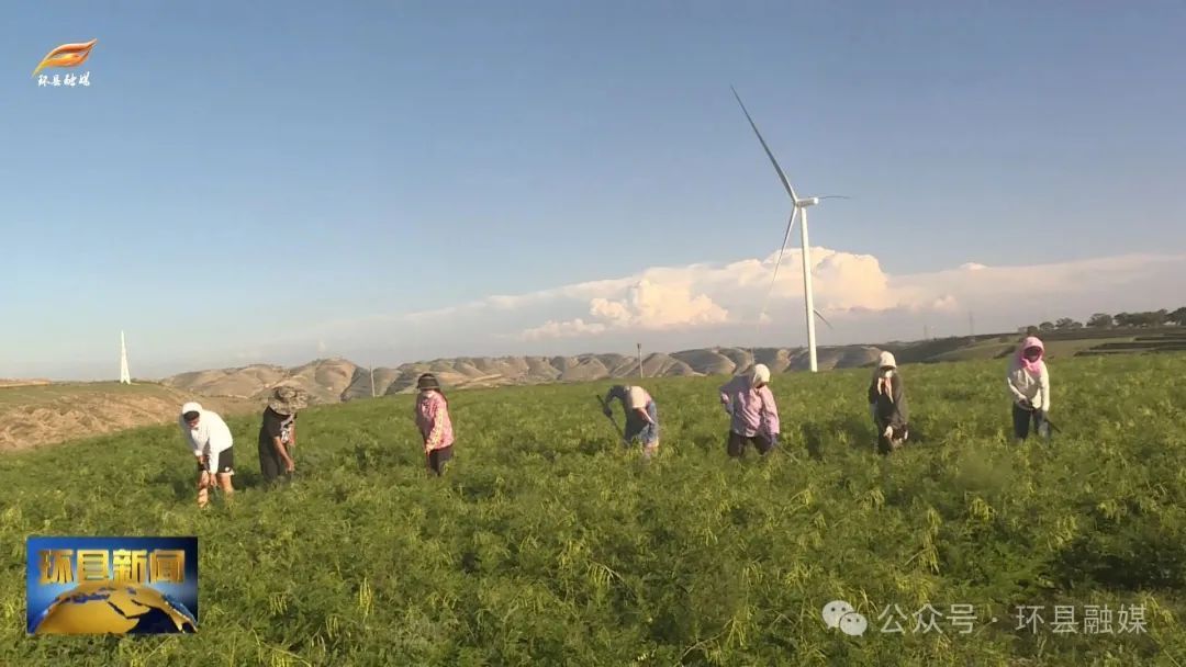 環(huán)縣：藥材田間管理忙 致富路上飄藥香