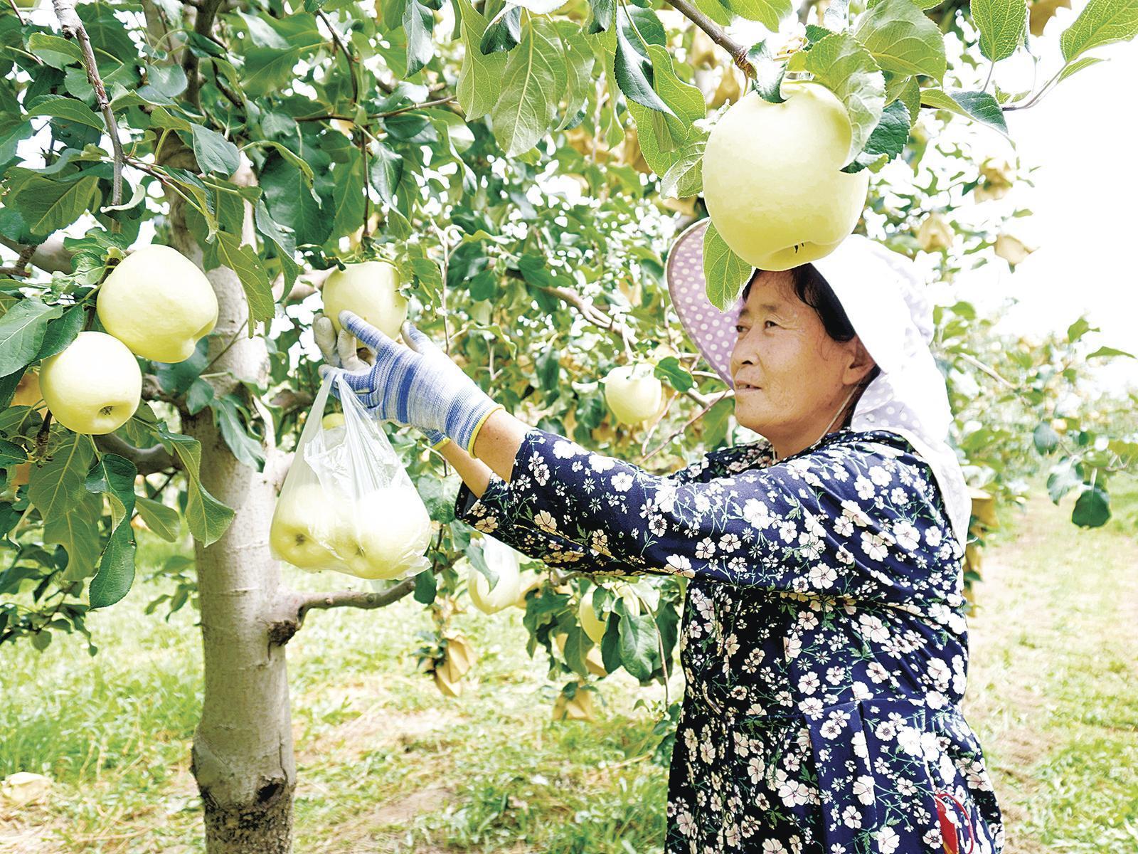 《隴東報》特刊·鄉(xiāng)村振興︱慶陽：做好田間看管護(hù) 夯實(shí)鄉(xiāng)村振興產(chǎn)業(yè)根基