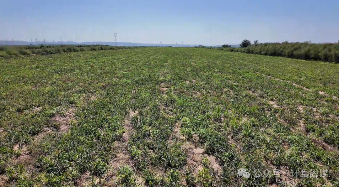 立秋雨歇 環(huán)州旱塬鋪綠錦——遍野莊稼孕豐收