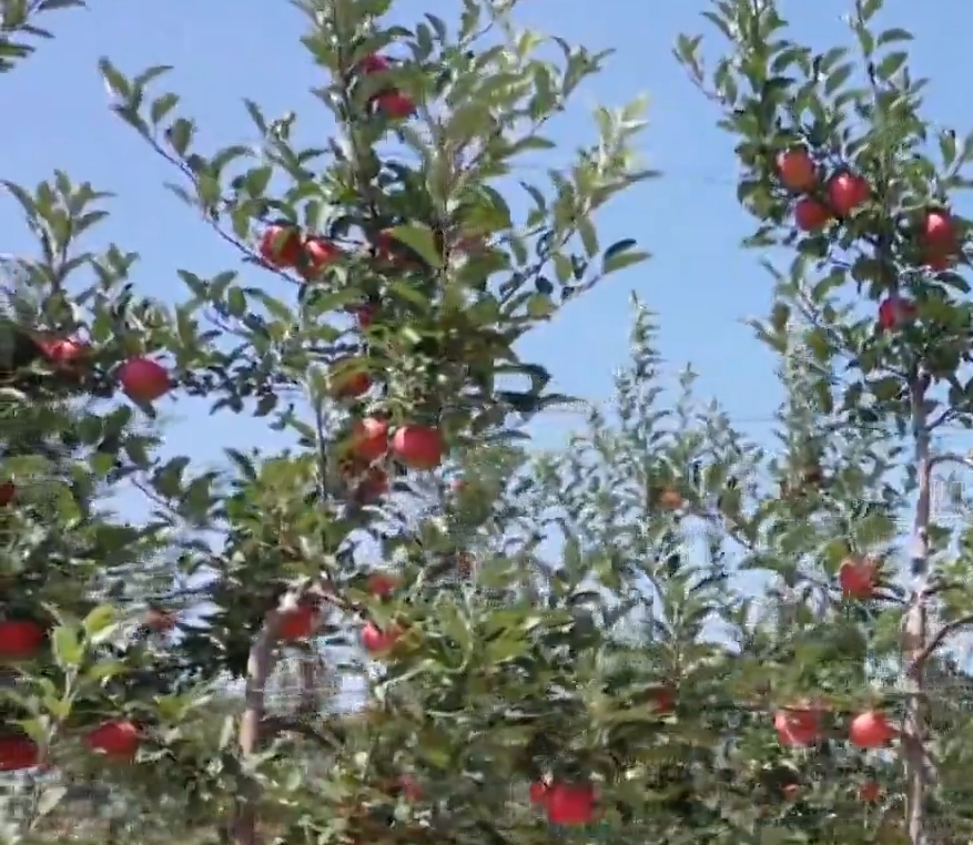 《慶陽(yáng)新聞》2025年8月24日