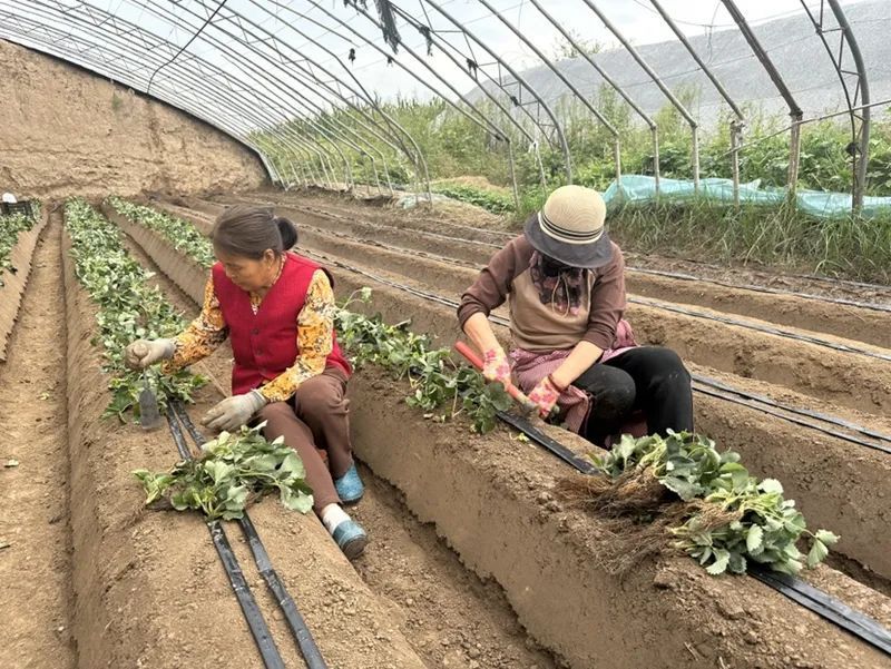 【鄉(xiāng)村行 看振興】西峰區(qū)米王村：草莓栽苗正當(dāng)時(shí) 大棚孕育“甜蜜希望”