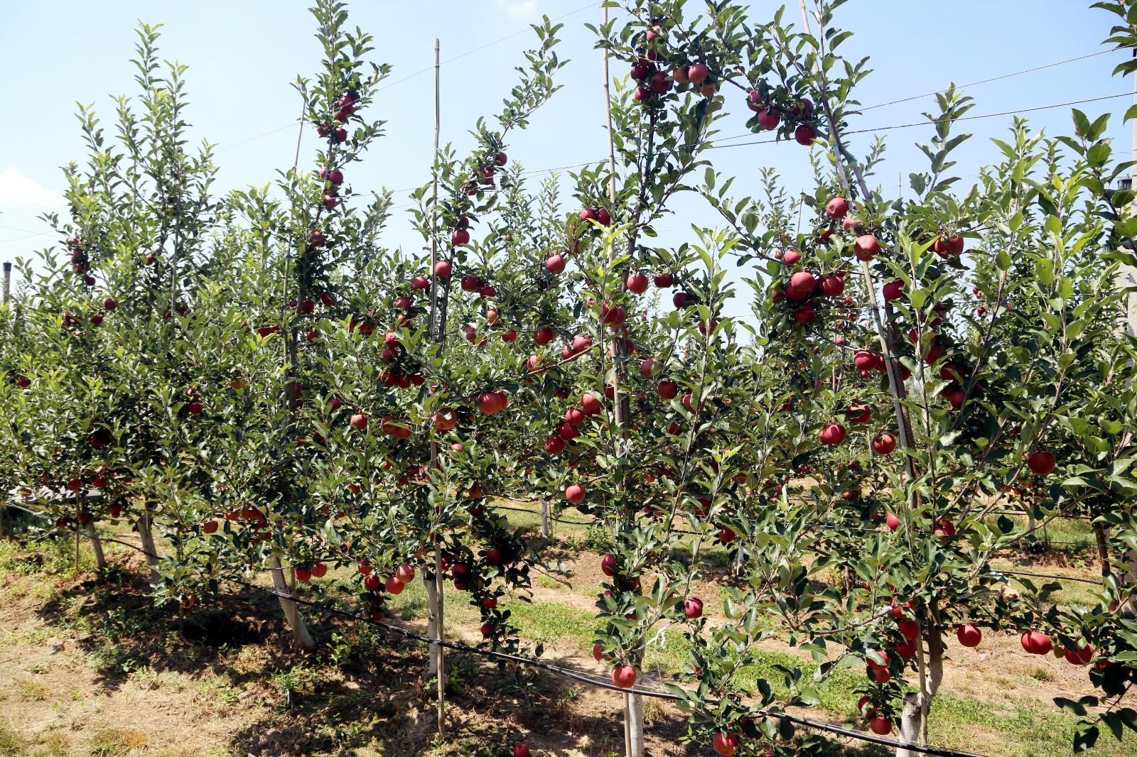 小蘋果“鏈”出大產(chǎn)業(yè) ——寧縣縱深推進(jìn)蘋果產(chǎn)業(yè)提質(zhì)增效