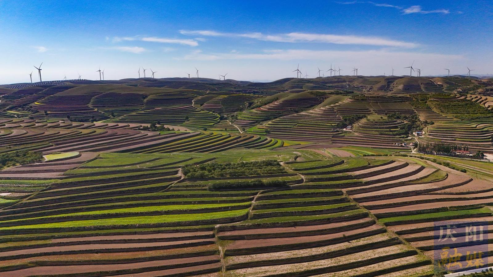 【攝影報道】環(huán)縣毛井鎮(zhèn)：五彩田園  豐產(chǎn)在望
