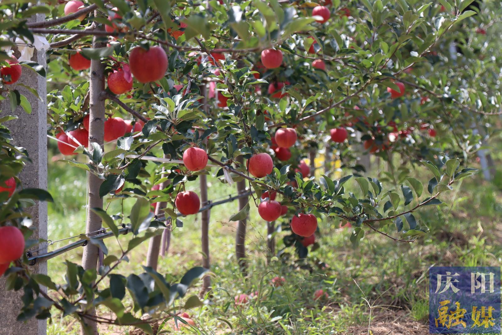 慶陽蘋果早果豐產(chǎn)  畝均收益比歷年高出5000至7000元
