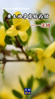 2025甘肅·慶陽岐黃文化論壇 | 黃土地孕育好藥材——連翹