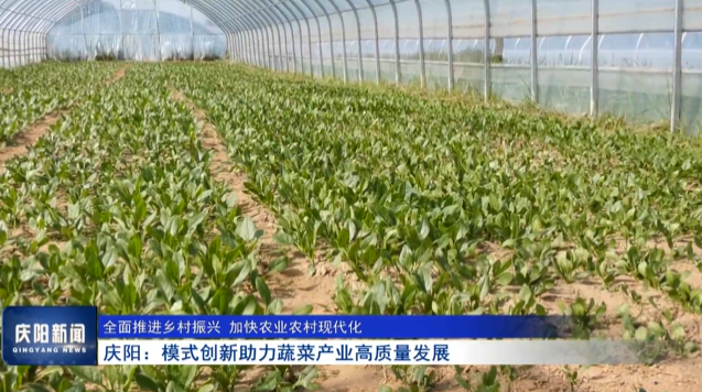 《慶陽新聞》2025年9月15日