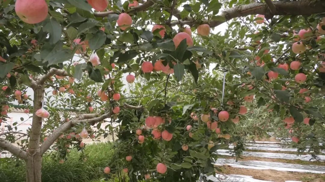 慶城：蘋(píng)果“采前保衛(wèi)戰(zhàn)”打響，科技助力果品提質(zhì)增效