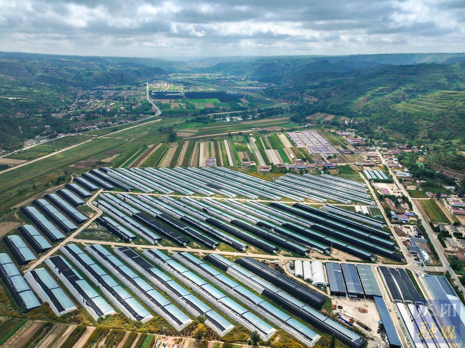 【攝影報(bào)道】鎮(zhèn)原縣開邊鎮(zhèn)：菌菇南瓜“輪班上崗”效益高