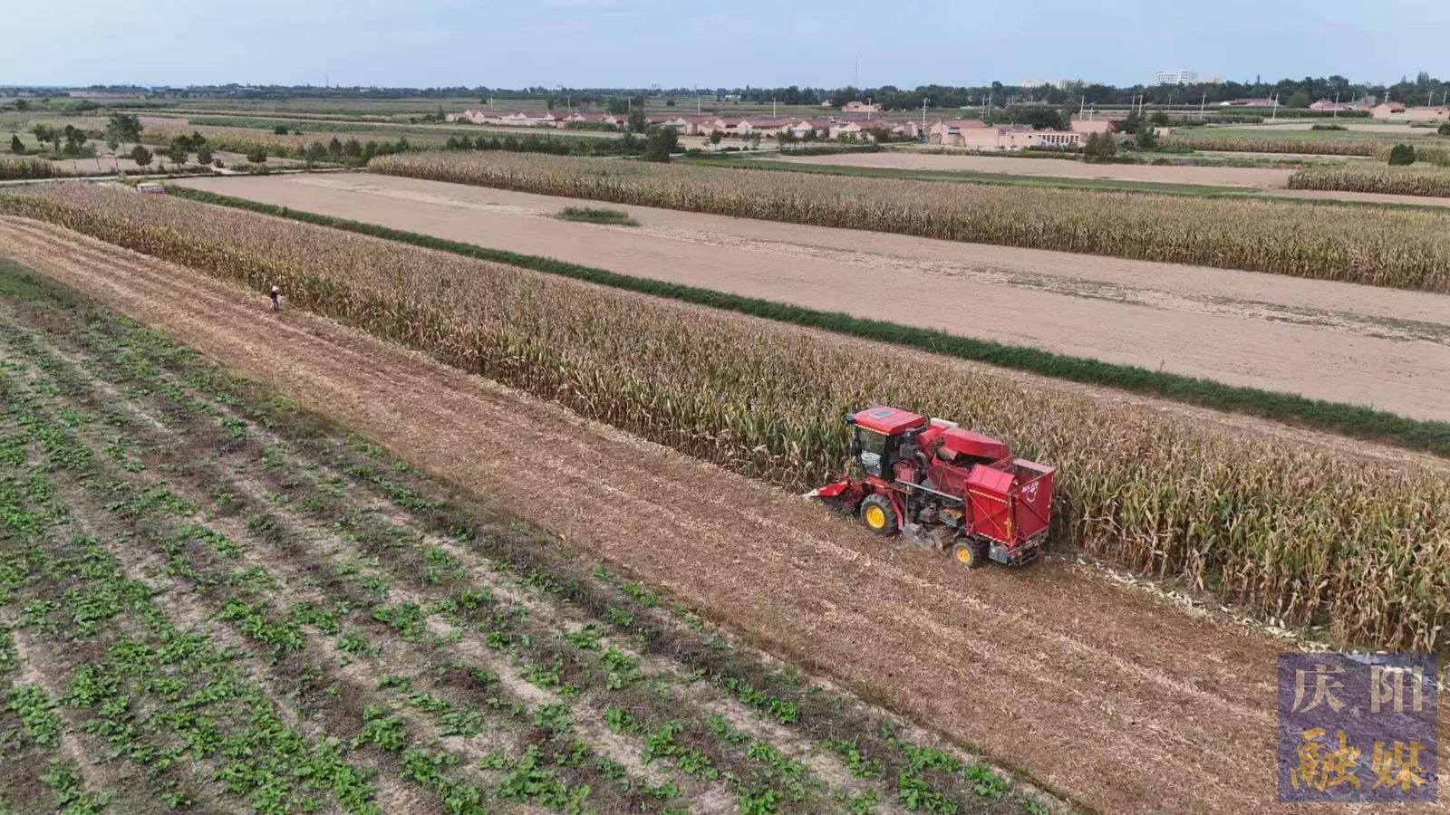 【攝影報(bào)道】寧縣：27萬畝玉米進(jìn)入收獲期