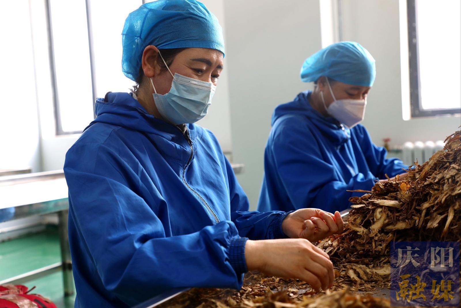 【2025甘肅·慶陽岐黃文化論壇】岐伯故里藥香濃  神州同泰十年磨一劍