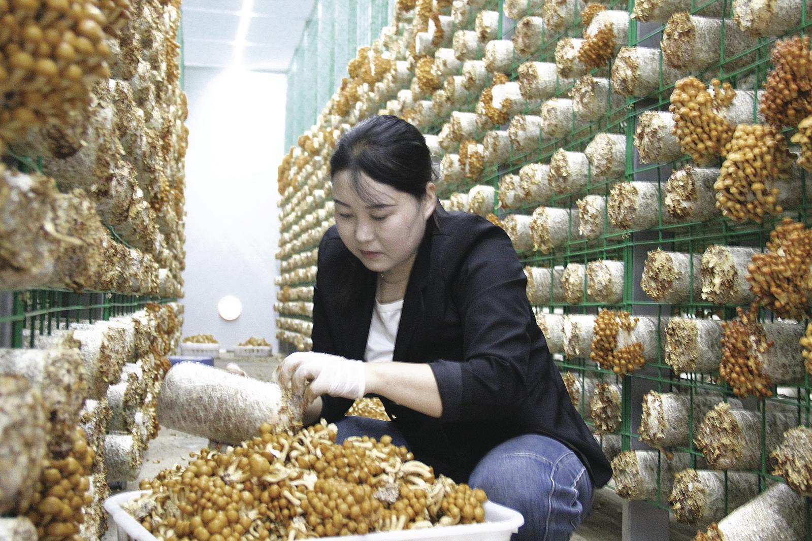 【鄉(xiāng)村振興】寧縣：食用菌產(chǎn)業(yè)蓬勃發(fā)展 鄉(xiāng)村振興“菇”舞人心