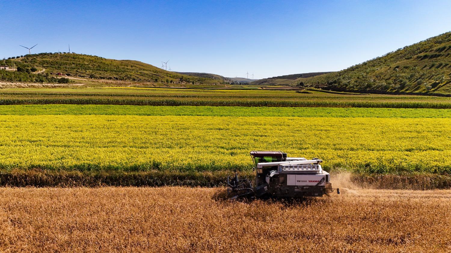 【攝影報(bào)道】環(huán)縣毛井鎮(zhèn)：秋糧搶收忙