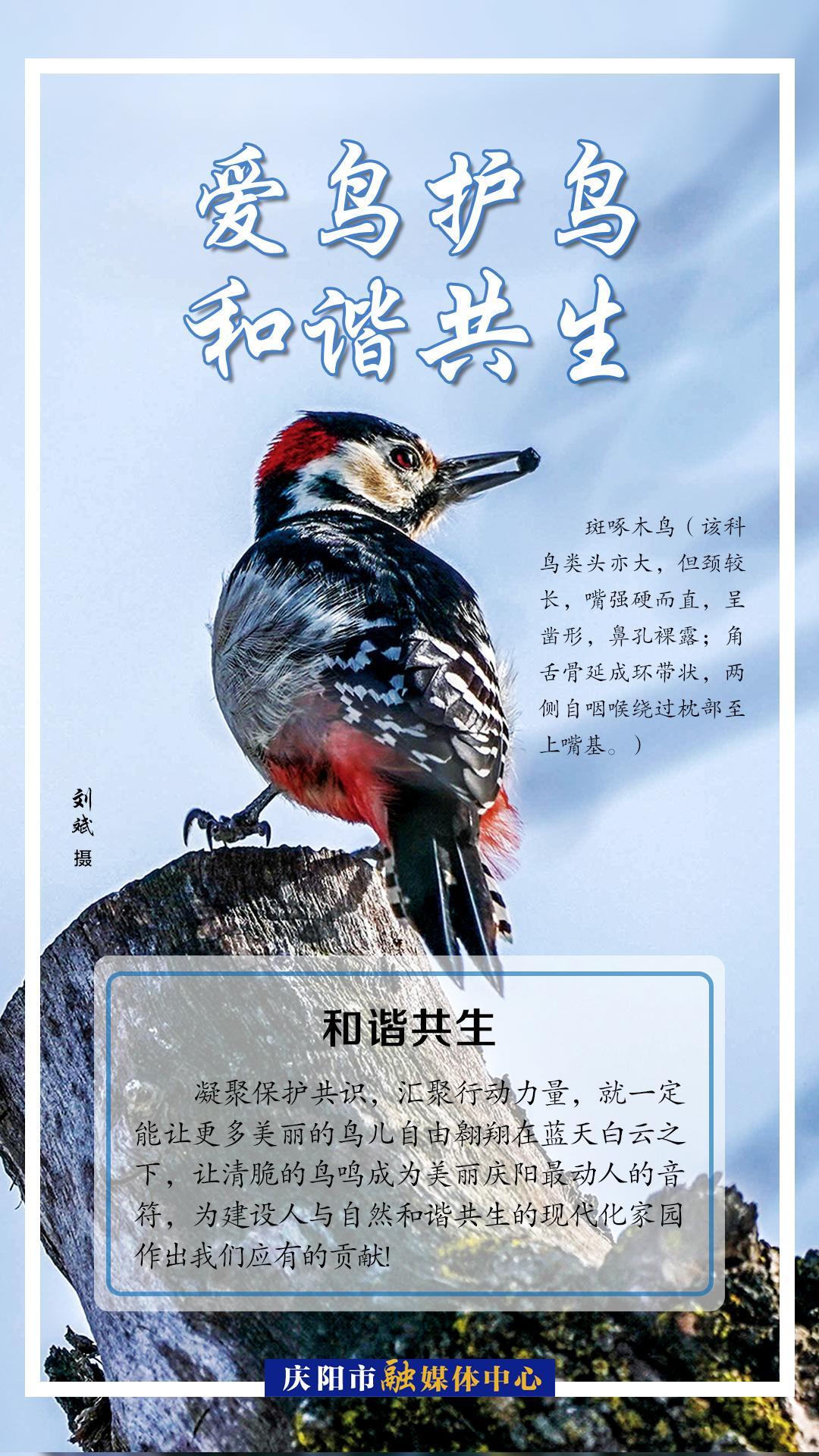 【微海報】愛鳥護鳥 共享世界