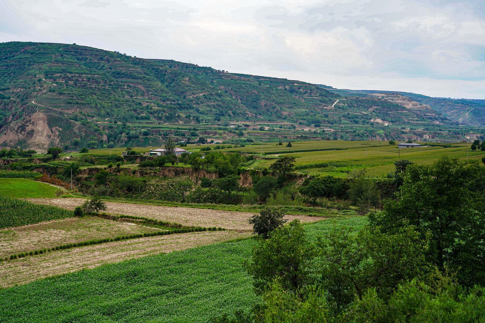 【鄉(xiāng)村振興】環(huán)縣合道鎮(zhèn)：玉米撐起“黃金傘” 藥材織就“致富網(wǎng)”