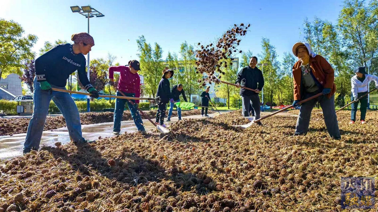 【攝影報(bào)道】慶陽市中灣林場國家油松良種基地?完成61000公斤球果采收