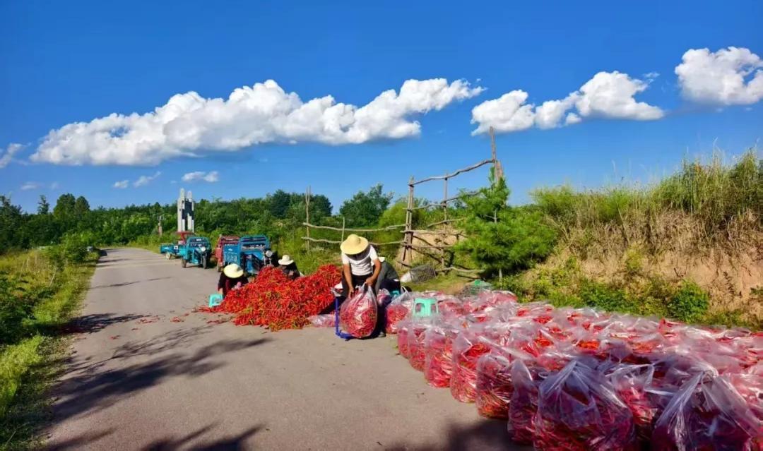 【鄉(xiāng)村振興】寧縣：紅火產(chǎn)業(yè)成為群眾致富“強勁引擎”