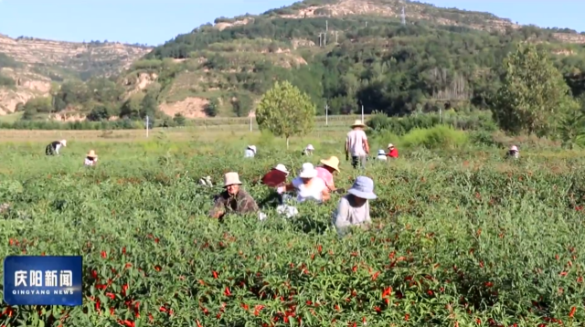 《慶陽新聞》2025年10月11日