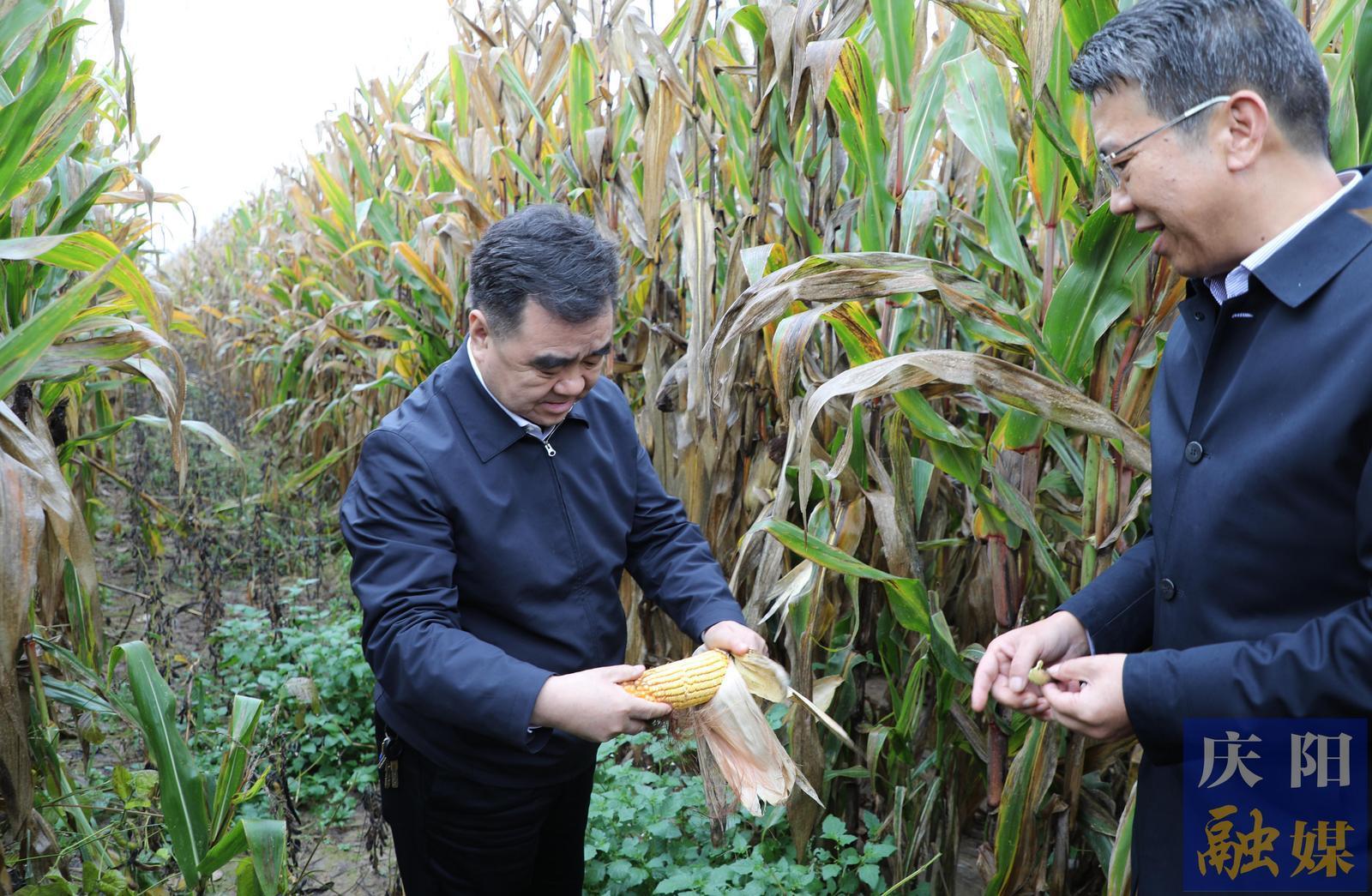 黃澤元在寧縣調研時強調 全力以赴抓好秋糧搶收 確保全年糧食豐產豐收