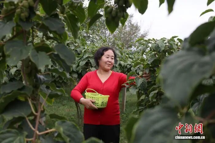 『媒體看西峰』甘肅西峰：黃土塬金秋好“豐”景 特色產(chǎn)業(yè)“結(jié)”碩果