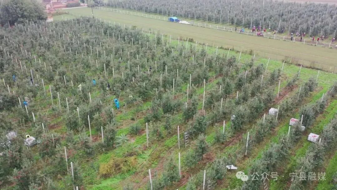 【2025中國(guó)蘋(píng)果年會(huì)在慶陽(yáng)】寧縣：干部職工齊上陣 雨停間隙搶收蘋(píng)果保民生