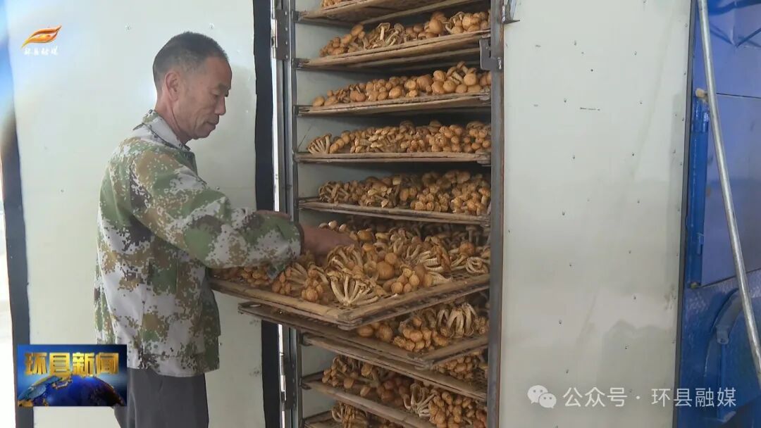 《走基層看豐收》車道鎮(zhèn)：食用菌成為增收致富的新興產(chǎn)業(yè)
