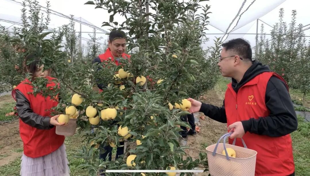 慶城縣驛馬鎮(zhèn)黨員干部深入田間地頭幫助群眾搶收蘋(píng)果
