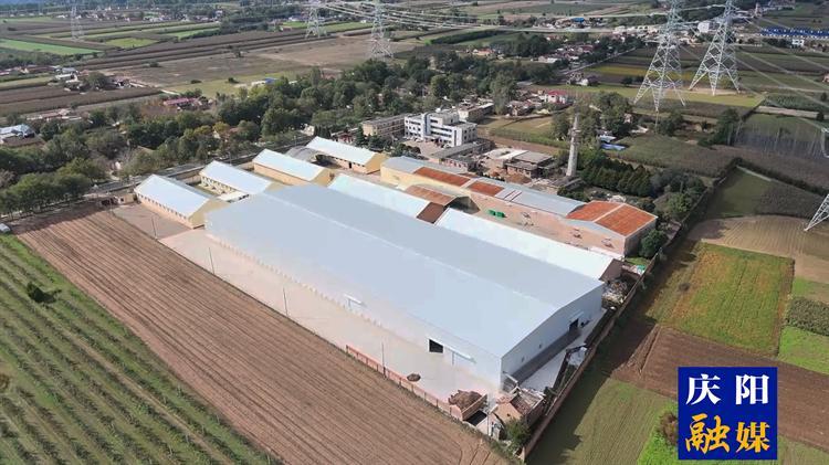 【非凡“十四五 ”慶陽高質(zhì)量發(fā)展行·寧縣】甘肅福禾菌業(yè)食用菌工廠“蘑力”無限  年產(chǎn)能可達(dá)2800 噸