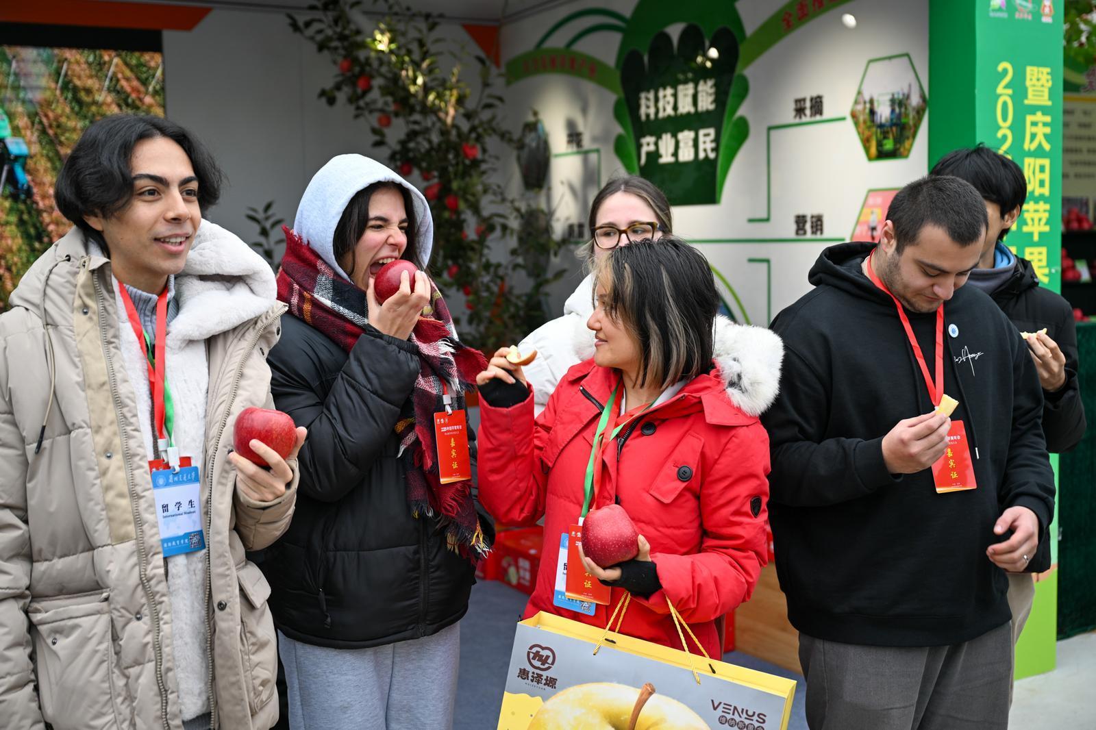 【攝影報(bào)道】慶陽福地蘋果紅  天賜瑞果迎賓朋