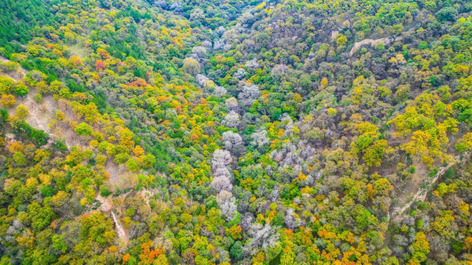 【攝影報(bào)道】華池：子午嶺秋意正濃