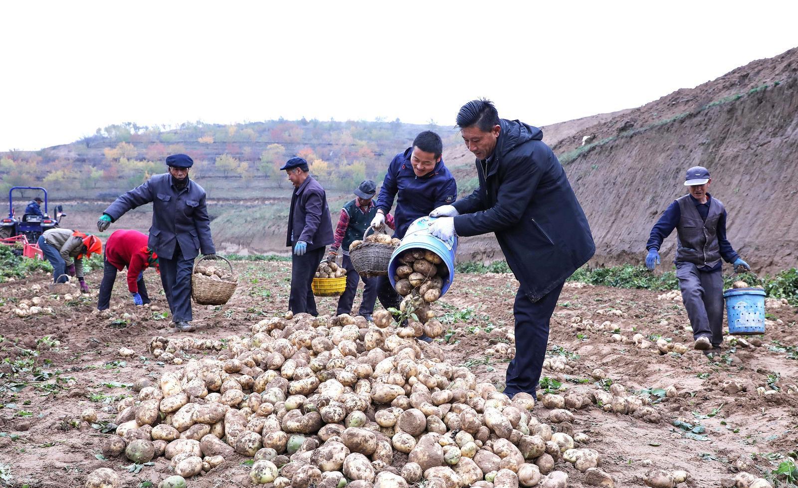 【攝影報(bào)道】環(huán)縣蘆家灣鄉(xiāng)：2.8萬(wàn)畝洋芋喜獲豐收