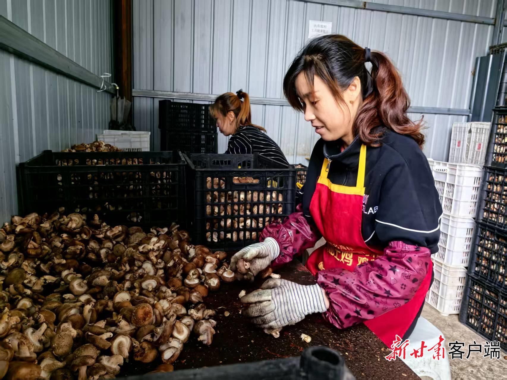 【決勝“十四五” 邁向“十五五”｜從身邊變化看這五年】東西部協(xié)作結(jié)碩果——武山灘歌鎮(zhèn)：小香菇鋪就鄉(xiāng)村“富民路”