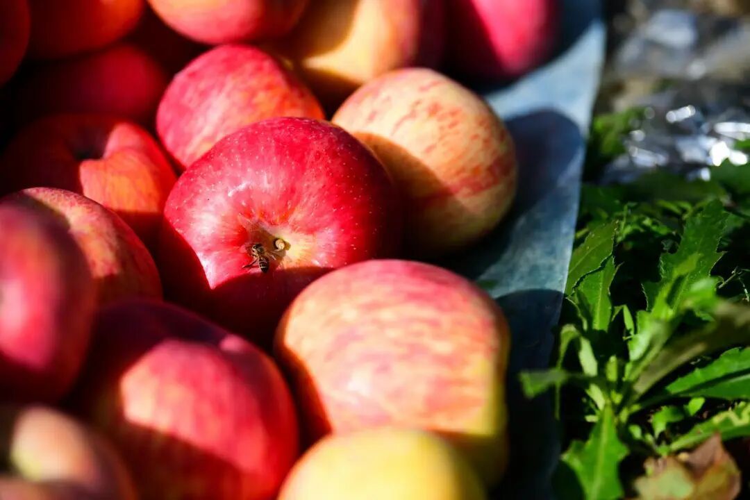 薦讀 | 慶陽蘋果甜了