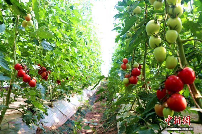 甘肅民勤：科技賦能沙漠寒旱農(nóng)業(yè)