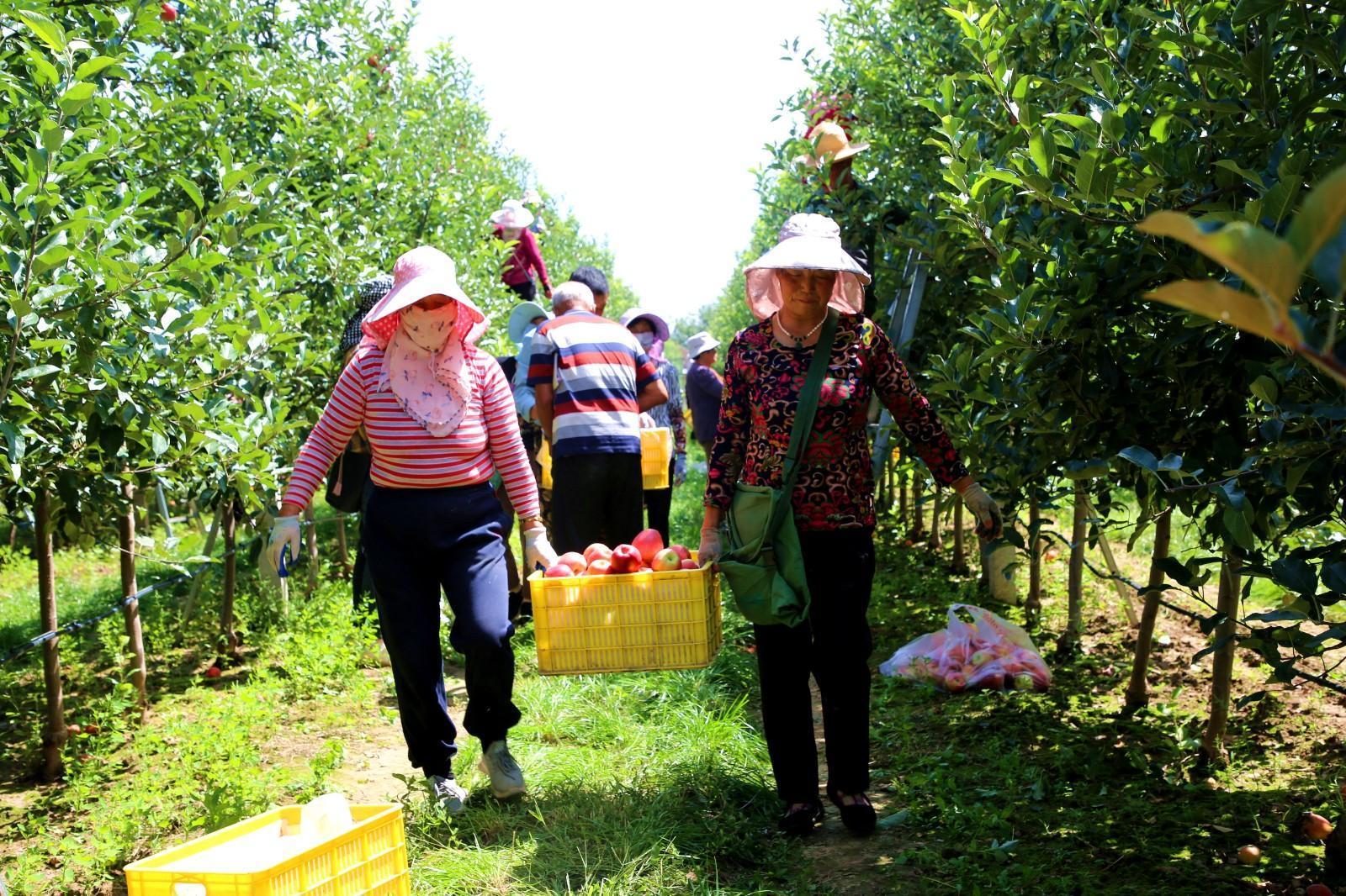 天津河?xùn)|區(qū)“四鏈融合”帶動(dòng)甘肅寧縣果業(yè)升級(jí)