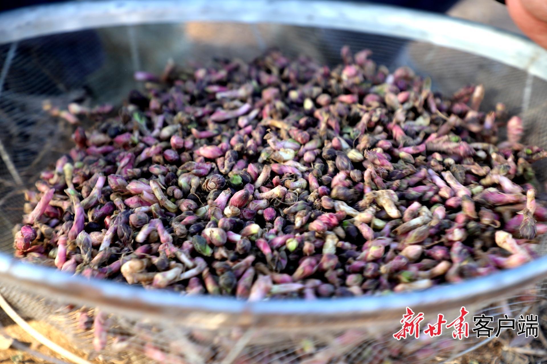 清水縣：中藥材產(chǎn)業(yè)鋪就鄉(xiāng)村振興致富路