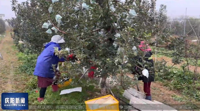 《慶陽(yáng)新聞》2025年11月24日