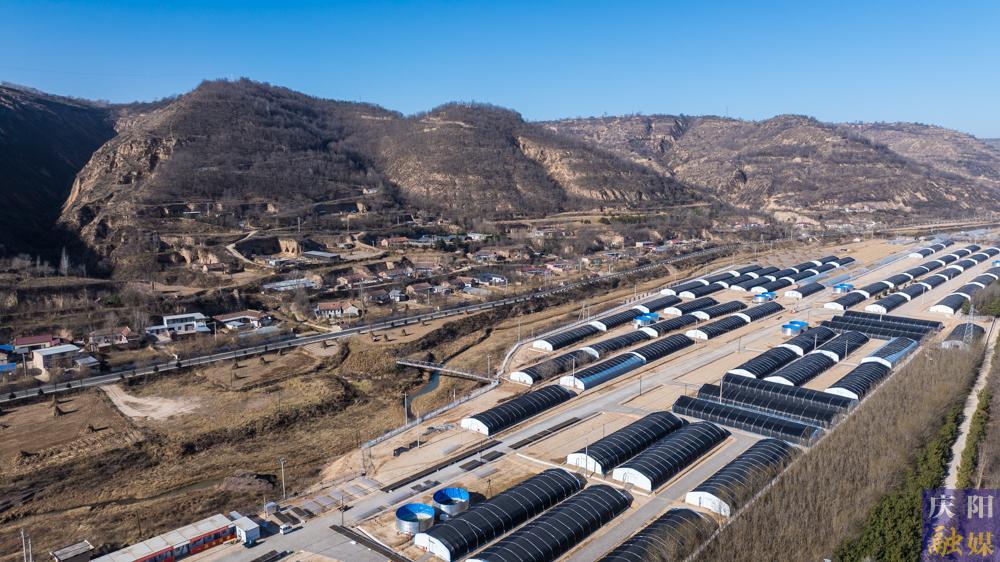 【非凡“十四五” 奮進(jìn)新慶陽】 攝影報(bào)道︱合水縣老城鎮(zhèn)木耳香飄海外